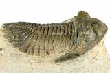 Detailed Hollardops Trilobite Fossil - Ofaten, Morocco #351267-3